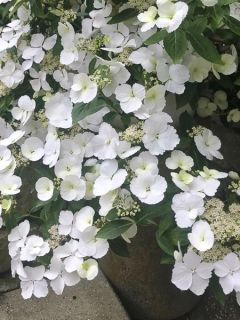 Hortensia 'Runaway Bride'