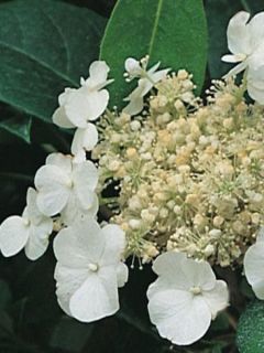 Hortensia 'Seemanii'