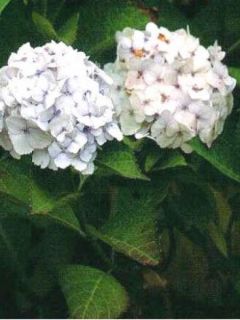 Hortensia 'Soeur Thérèse'