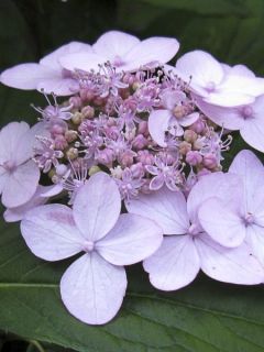 Hortensia 'Tiara'
