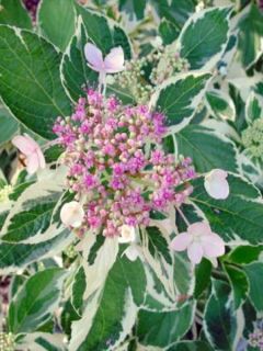 Hortensia 'Tricolor'