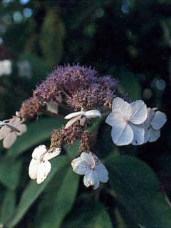 Hortensia villosa