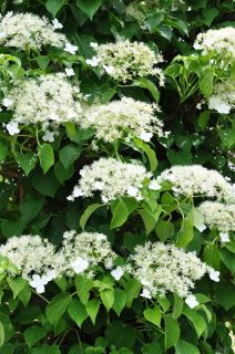 Hortensia grimpant Hortensia grimpant