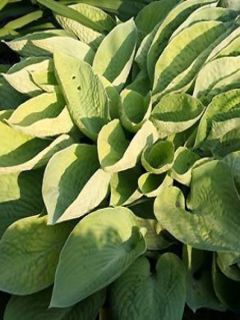 Hosta Abiqua Ariel Hosta Abiqua Ariel