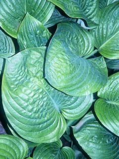Hosta  'Blue Umbrellas'