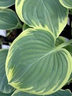 Hosta Clifford's Forest Fire - Hosta panaché