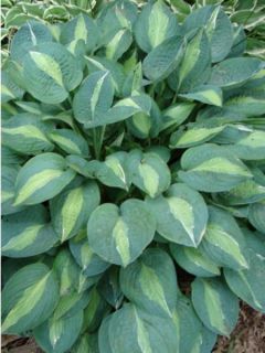 Hosta Kiwi Full Monty - Hosta panaché