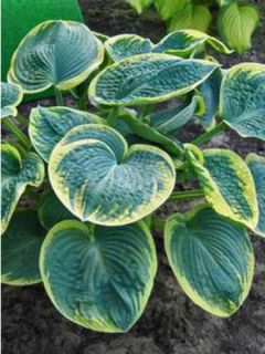 Hosta Sugar Daddy