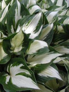 Hosta  'Fire And Ice'