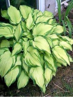 Hosta fortunei 'Albopicta'