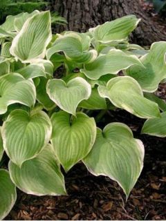 Hosta  'Fragrant Bouquet'