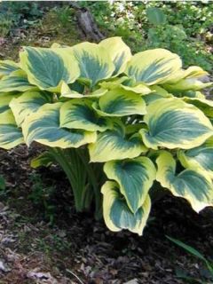 Hosta  'Liberty'
