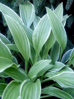 Hosta hybride Krossa Cream Edge - Hosta nigrescens Krossa Cream Edge Hosta hybride Krossa Cream Edge - Hosta nigrescens Krossa Cream Edge