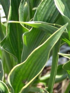 Hosta  'Praying Hands'