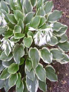 Hosta  'So sweet'