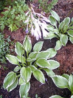 Hosta undulata 'Albomarginata'