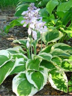 Hosta  'Wide Brim'
