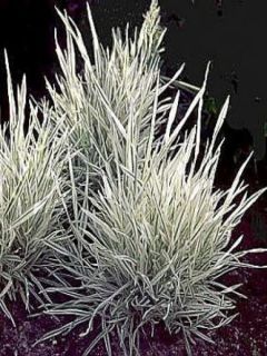 Holcus mollis Albovariegatus en godet