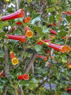 Houx chilien, Taique du Chili