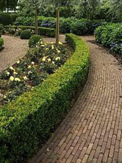 Houx crénelé - Ilex crenata Blondie