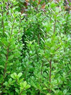 Ilex crenata Caroline Upright - Houx crénelé