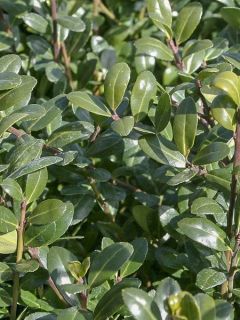 Ilex crenata Chat'o - Houx crénelé