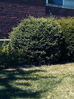 Houx crénelé 'Convexa'