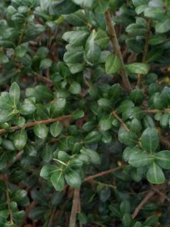 Houx crénelé - Ilex crenata Dark Green 
