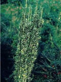 Houx crénelé - Ilex crenata Fastigiata