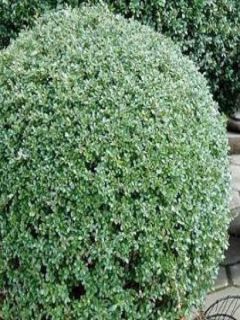 Ilex crenata 'Glorie Gem' - Bonsaï