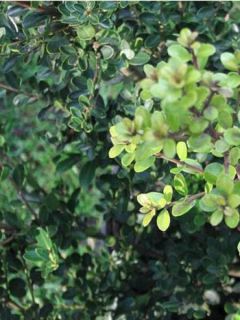 Houx crénelé - Ilex crenata Green Hedge