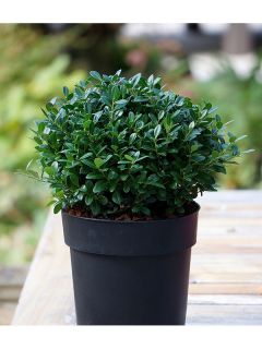 Ilex crenata Luxus Globe - Houx crénelé nain