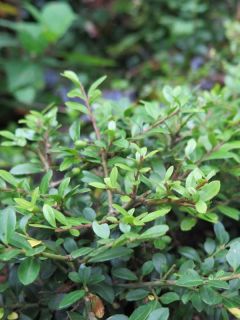 Ilex crenata Stokes - Houx crénelé nain