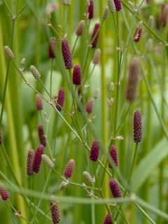 Eryngium ebracteatum. var. poterioides - Panicaut