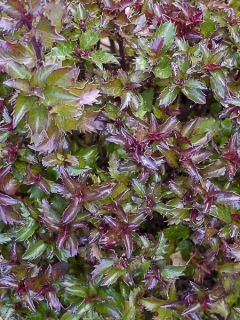 Houx nain 'Little Rascal'