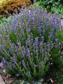 Hyssopus officinalis Aristatus - Hysope officinale naine