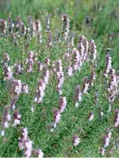 Hysope officinale 'Roseus'