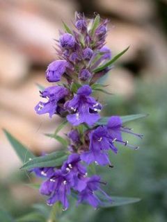 Hysope officinale