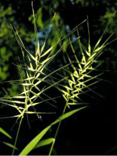 Hystrix patula - Graminée ornementale