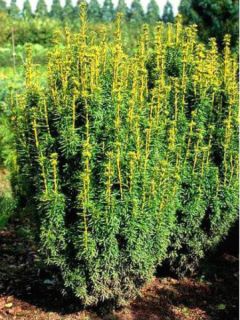 Taxus baccata David - If colonnaire panaché Taxus baccata David - If colonnaire panaché
