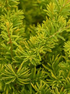 If commun doré 'Semperaurea'