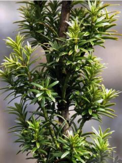Taxus baccata Ivory Tower - If colonnaire panaché Taxus baccata Ivory Tower - If colonnaire panaché