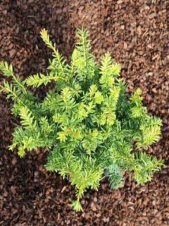 If commun - Taxus baccata Kupfergold