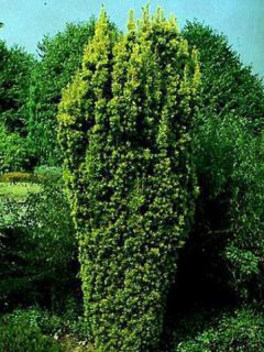 If d'Irlande doré If d'Irlande doré