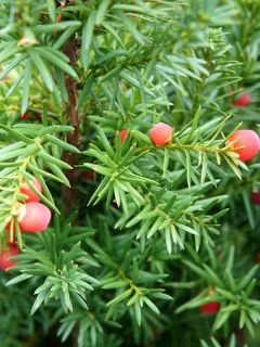 If 'Hicksii' If 'Hicksii'