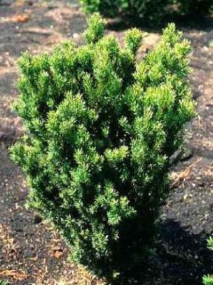 If 'Hillii' If 'Hillii'