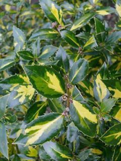 Ilex aquifolium 'Myrtifolia Aureomaculata'