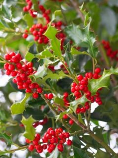 Houx commun - Ilex aquifolium