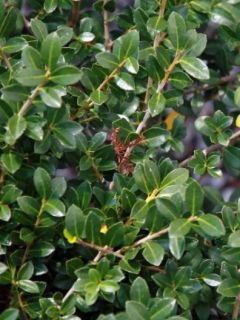 Houx crénelé 'Green Lustre'