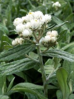 Immortelle de l'Hymalaya